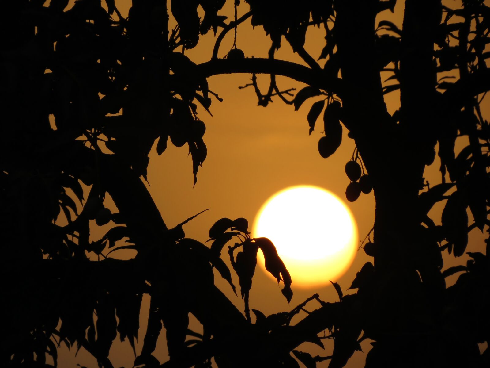 Canon PowerShot SX40 HS sample photo. Mango, sun, tree photography