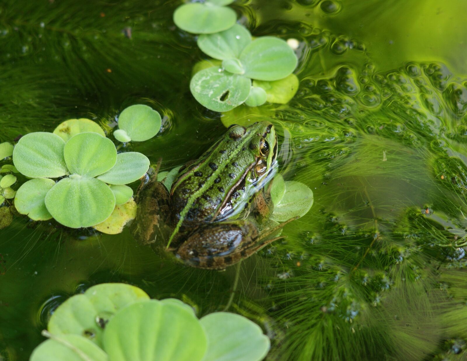 Sony Alpha DSLR-A290 sample photo. The frog, mieszka, water photography