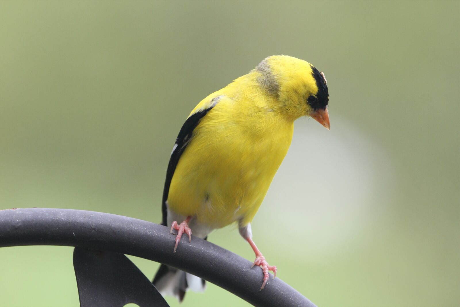Canon EOS 550D (EOS Rebel T2i / EOS Kiss X4) sample photo. Bird, goldfinch, nature photography