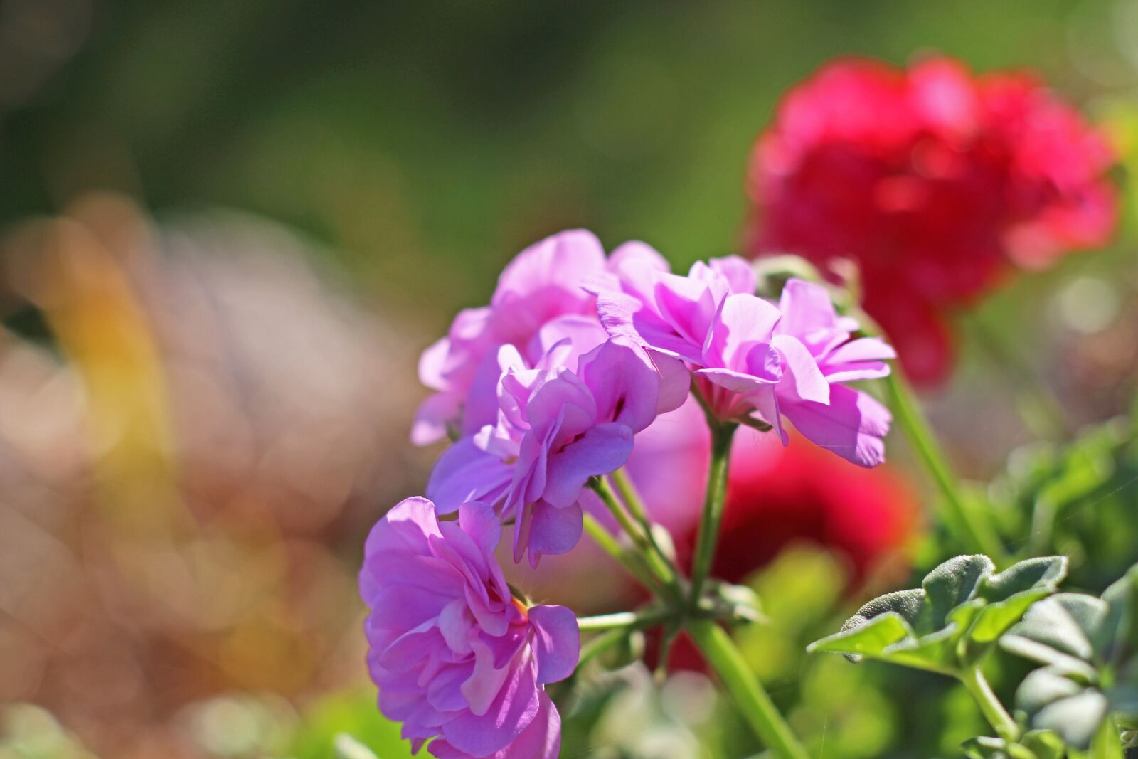 Canon EOS 700D (EOS Rebel T5i / EOS Kiss X7i) sample photo. Geranium, summer flower, flower photography