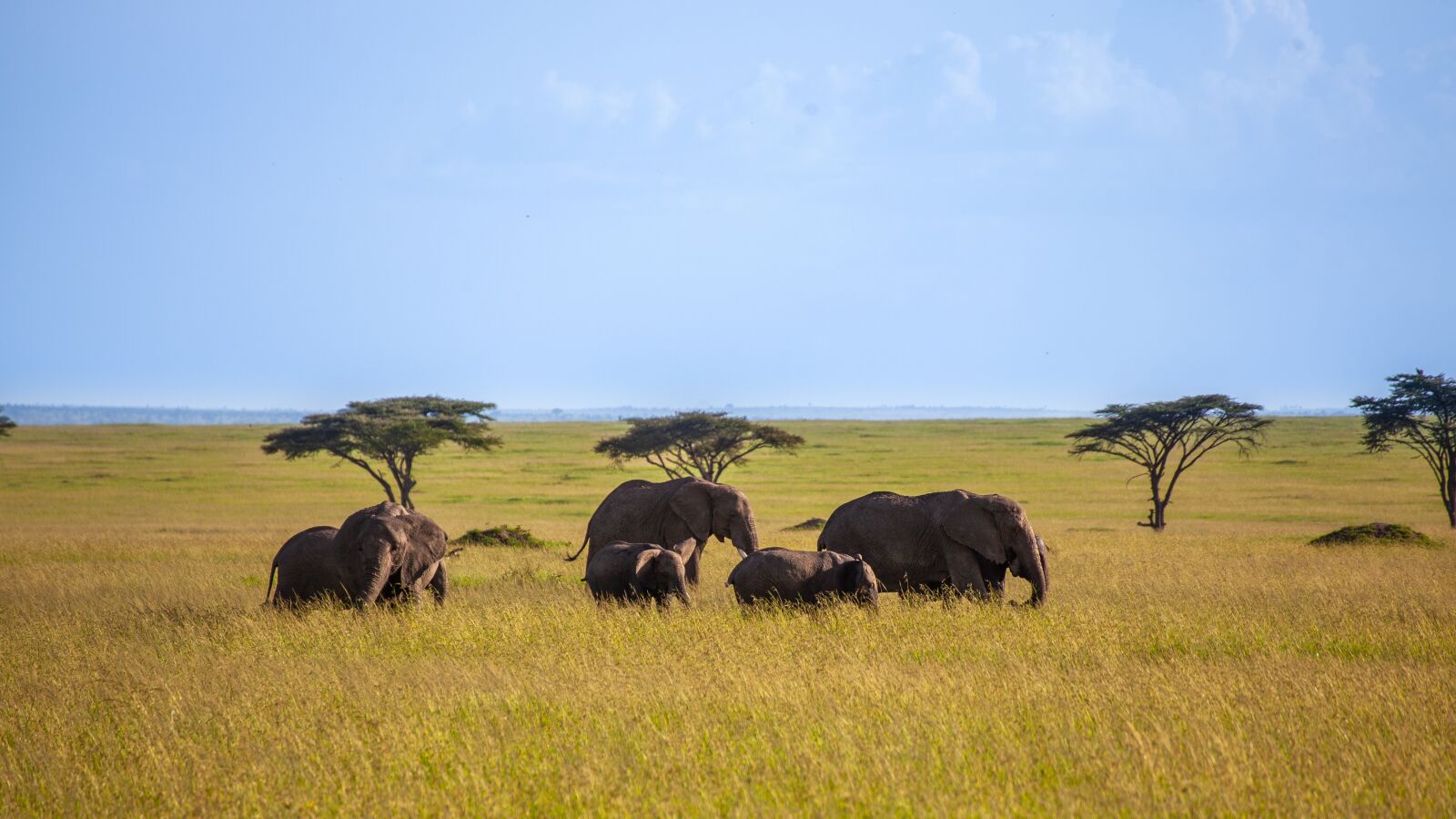 Canon EOS 5D Mark II sample photo. Elephant, trees, savannah photography