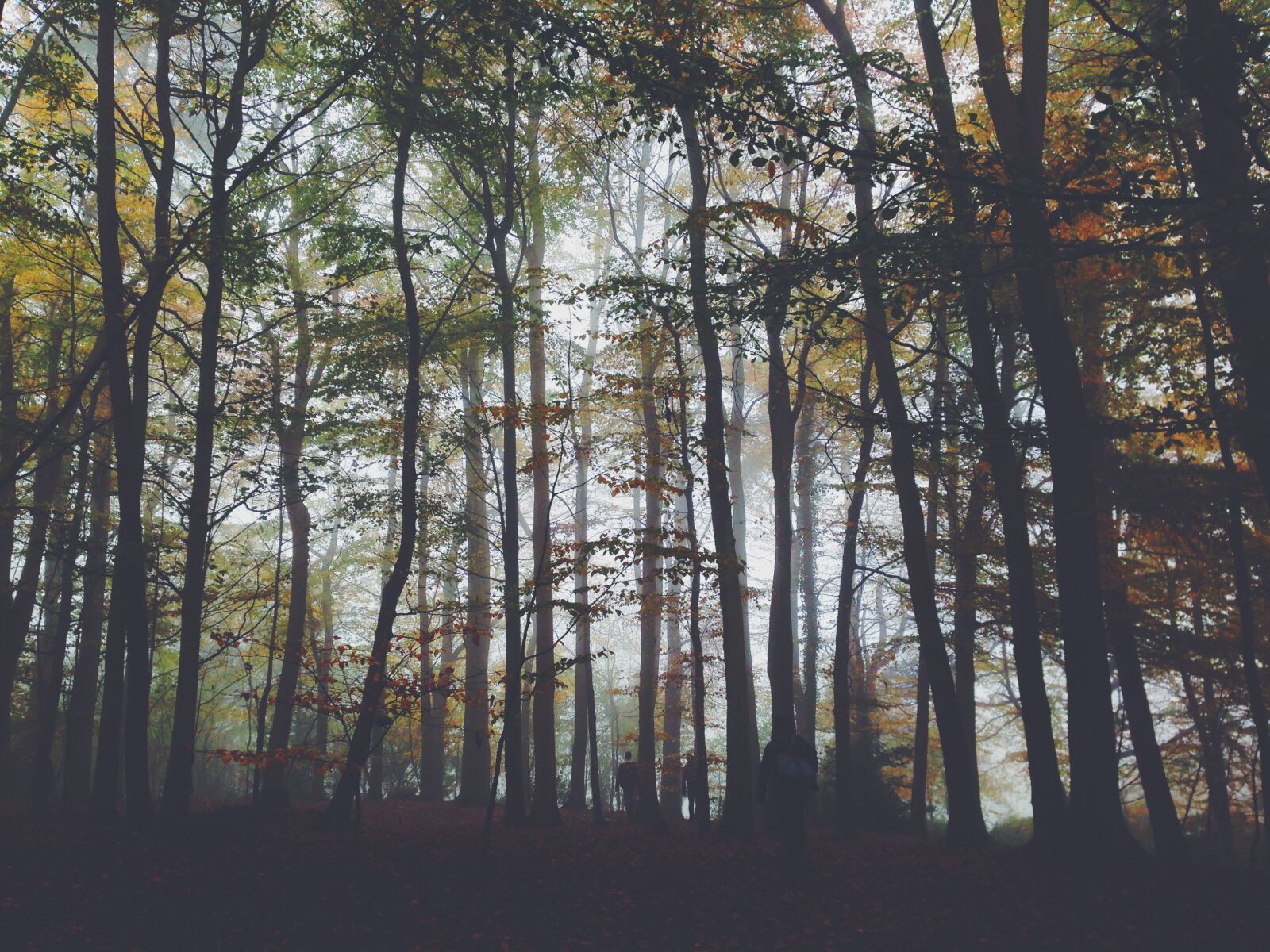 Apple iPhone 5 sample photo. Foggy, forest, landscape photography