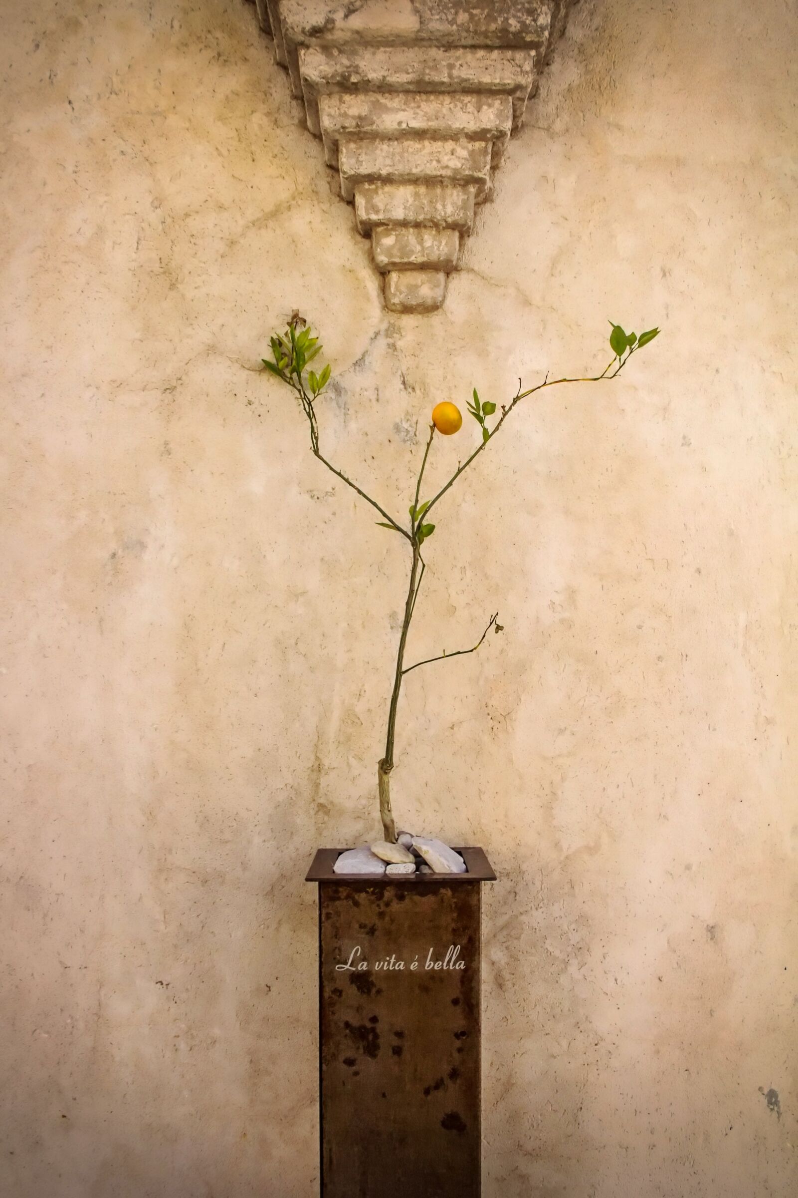 Canon EOS 60D sample photo. Wall, tangerine, tangerine tree photography