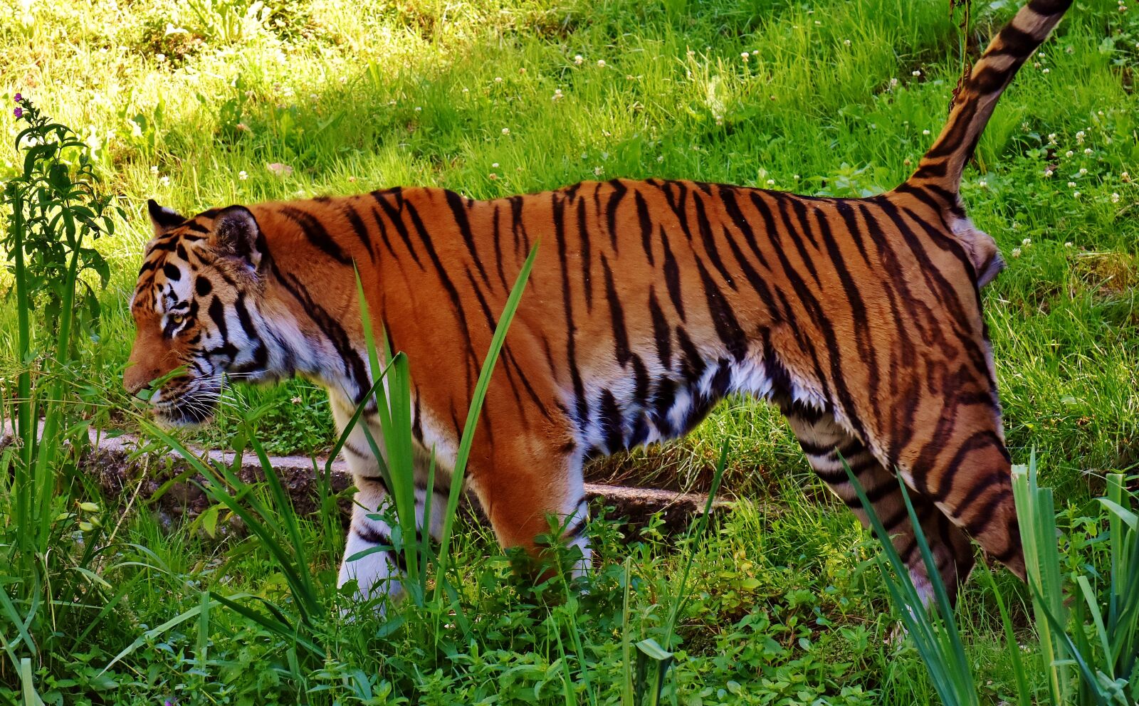 Nikon D7200 sample photo. Tiger, predator, fur photography