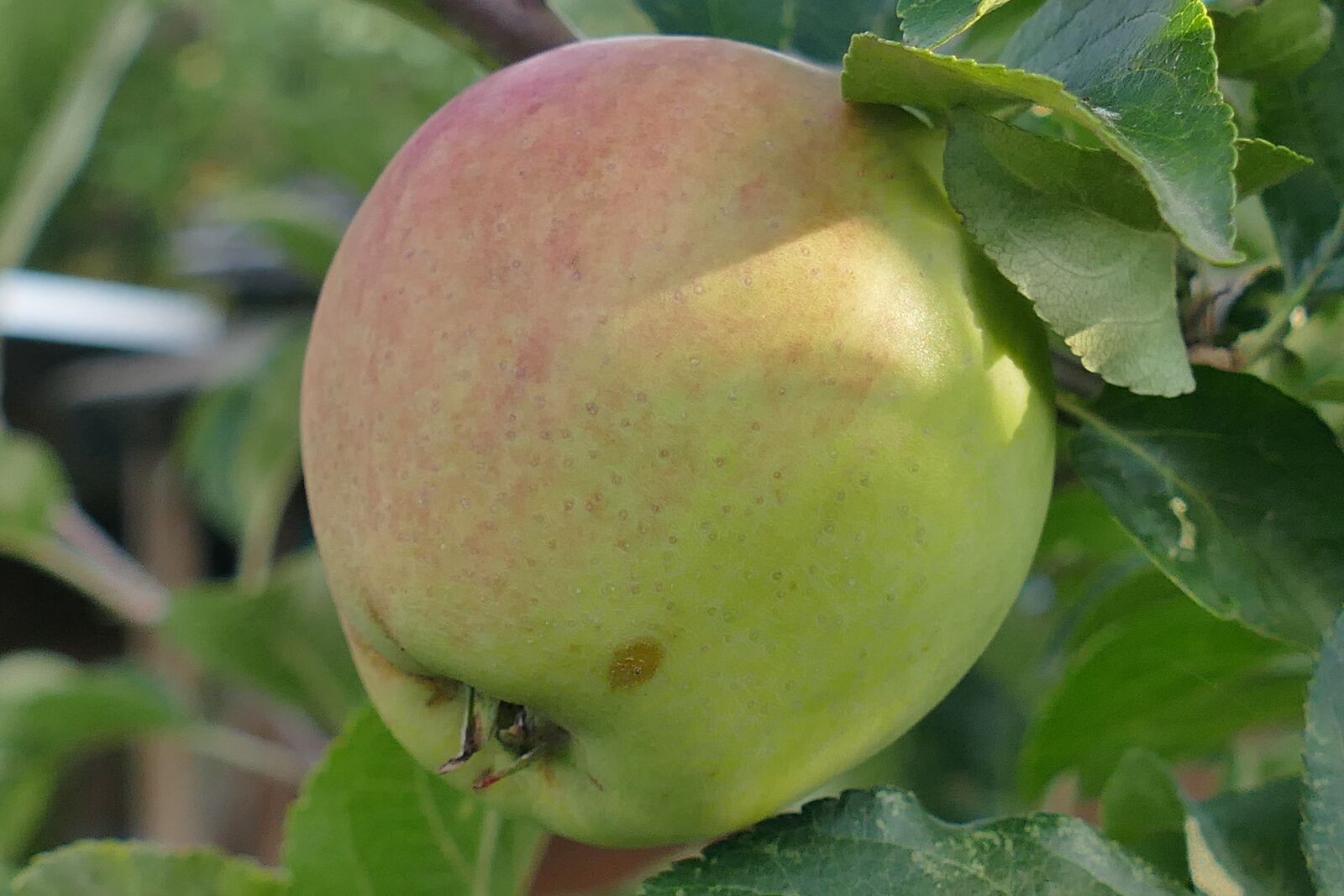 Panasonic Lumix DMC-FZ1000 sample photo. Apple, macro, close up photography