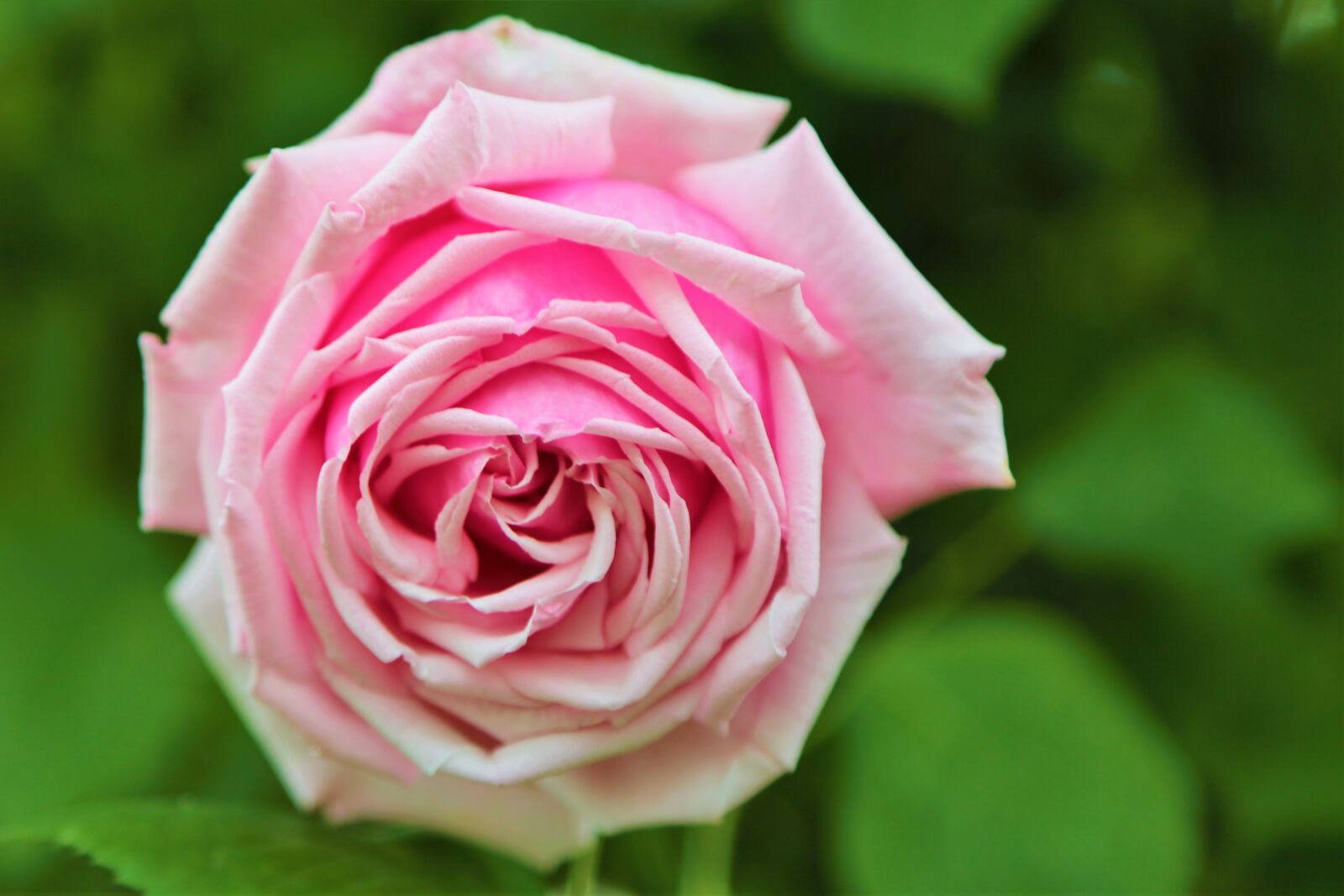 Canon EF 24-105mm F4L IS USM sample photo. Rose, spring, nature photography