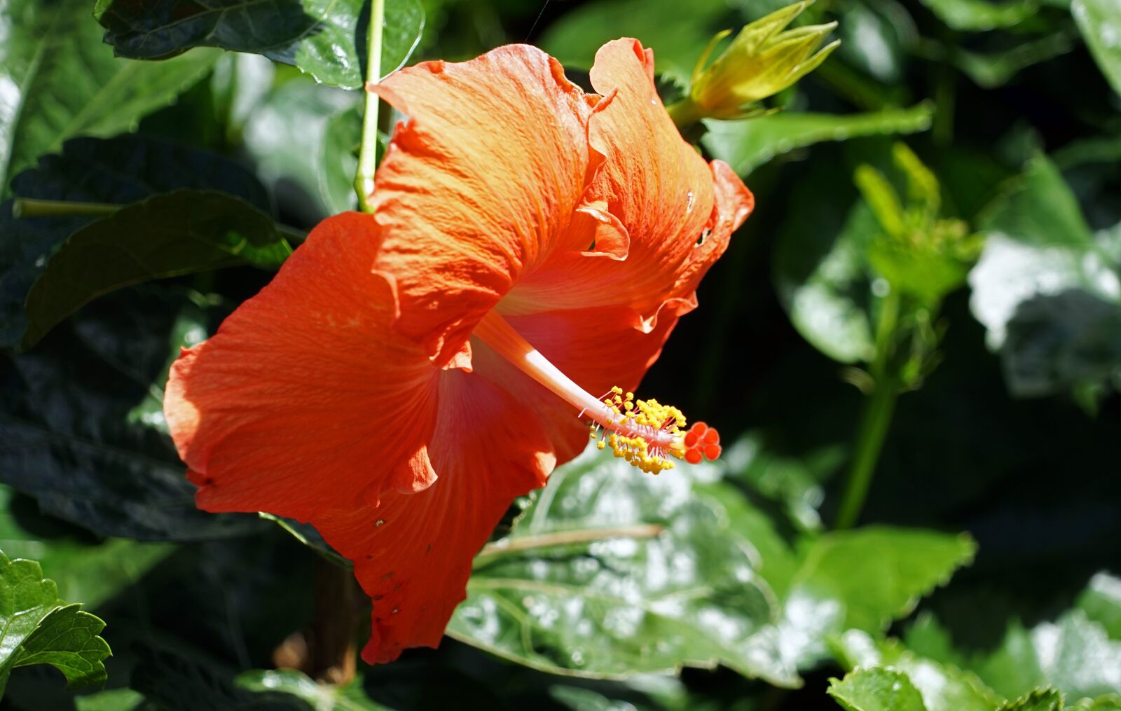Sony a7 sample photo. Hibiscus, red, mallow photography