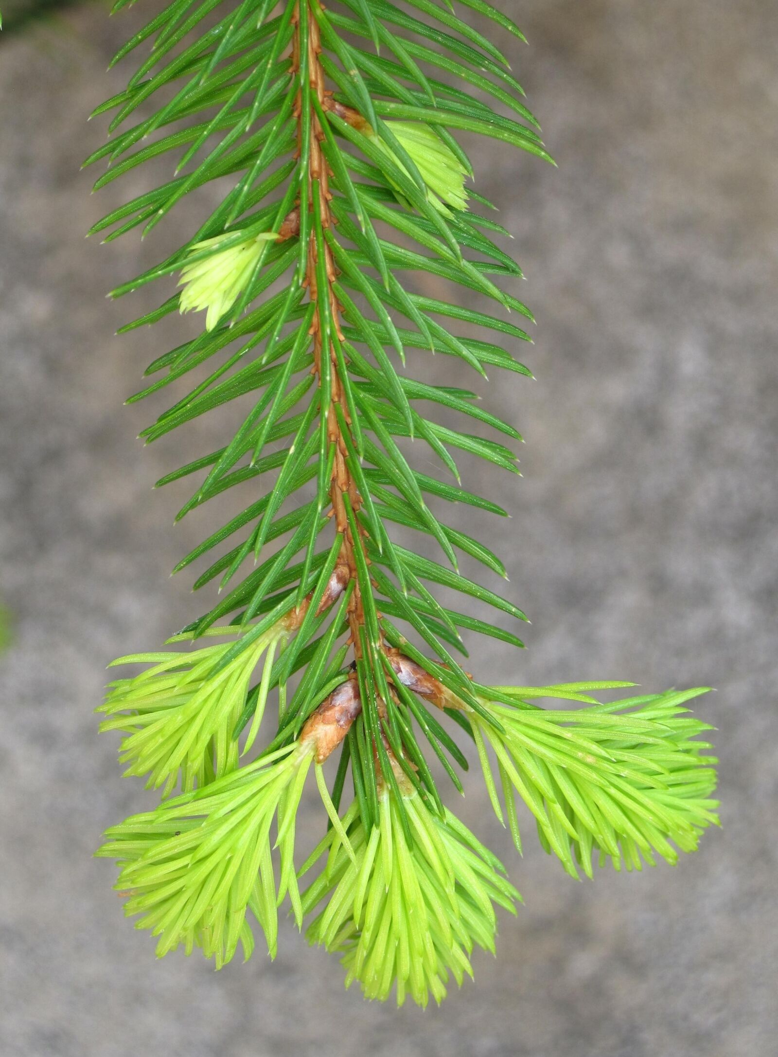 Canon PowerShot SD1200 IS (Digital IXUS 95 IS / IXY Digital 110 IS) sample photo. Young fir drove, spring photography