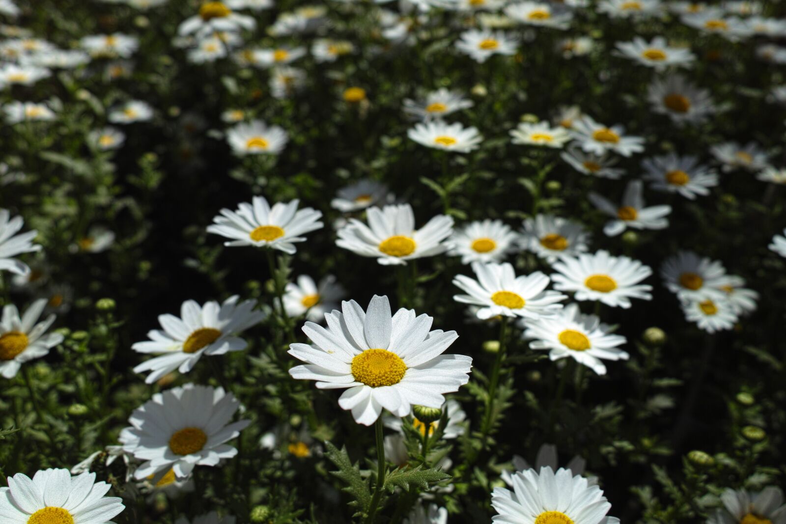 Sigma DP1 Merrill sample photo. Flower, daisy, garden photography