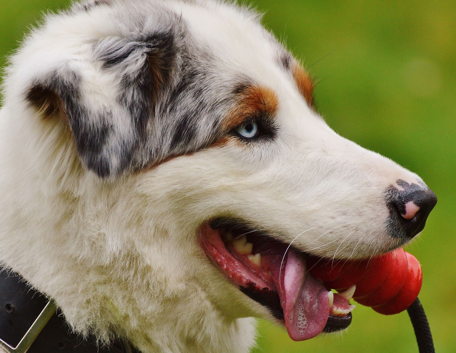 Nikon D3200 sample photo. Dog, play, meadow photography