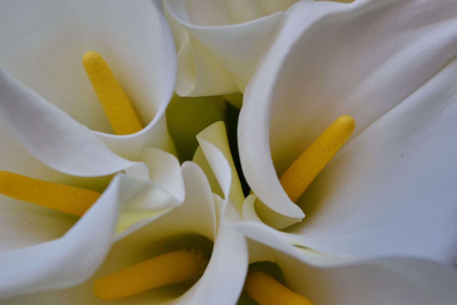 Nikon D5500 sample photo. White, nature, flower, romance photography