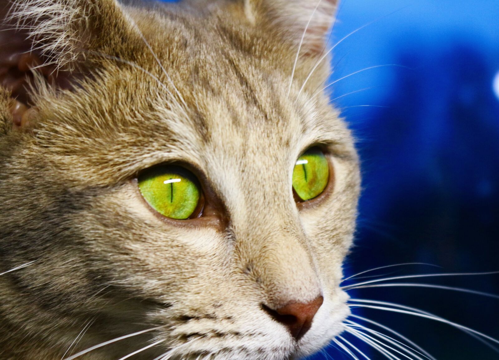 Canon EOS 100D (EOS Rebel SL1 / EOS Kiss X7) sample photo. Cat, cat's eye, mackerel photography