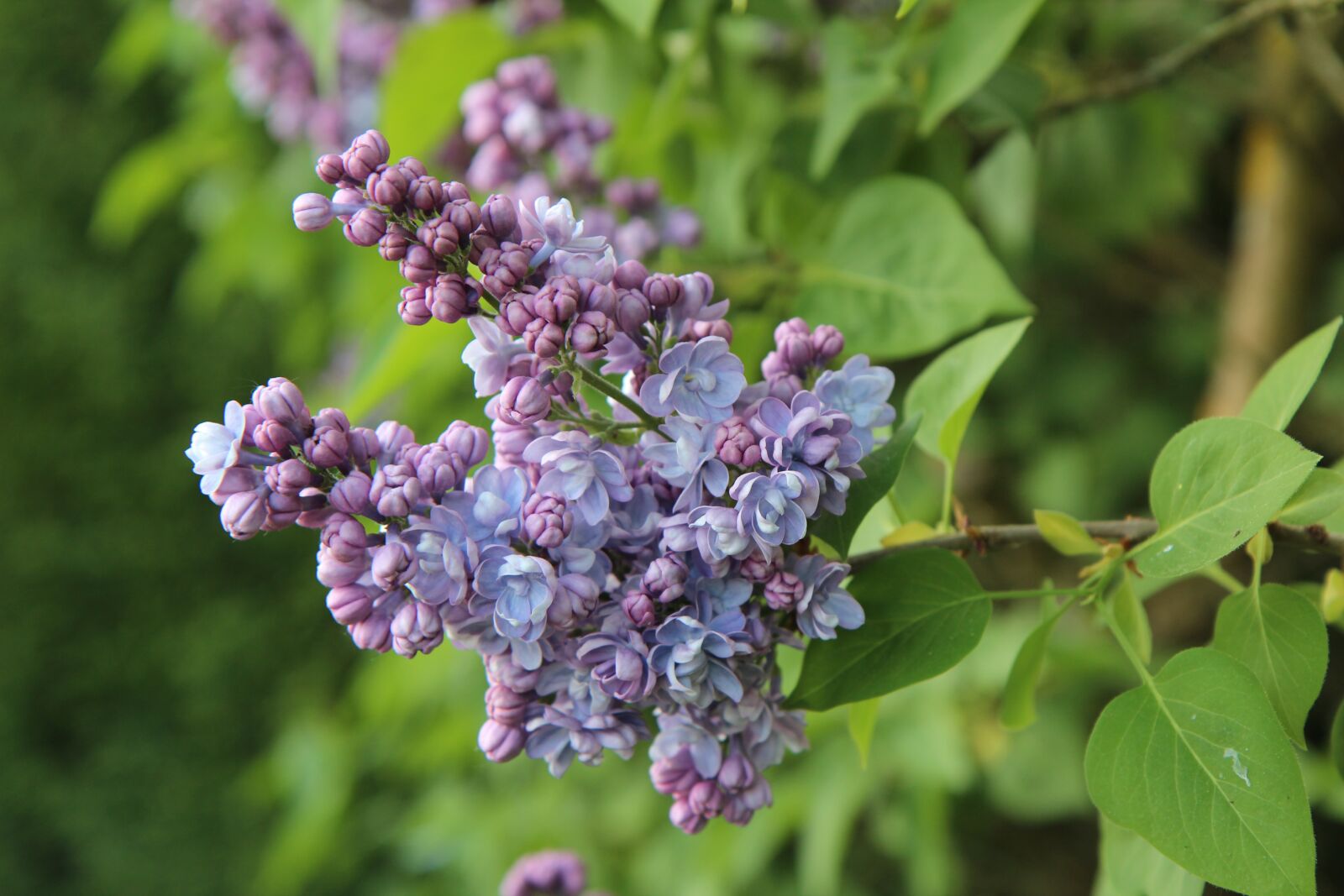 Canon EOS 600D (Rebel EOS T3i / EOS Kiss X5) sample photo. Lilac, lilac button, spring photography