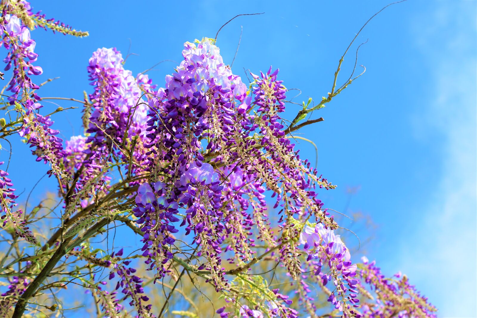 Canon EOS 5D Mark III sample photo. Flower, purple, blooming photography