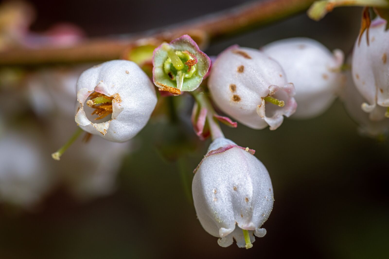 Canon EOS 5D Mark IV + Canon EF 100mm F2.8L Macro IS USM sample photo. Blueberry flowers, flowers, blooming photography