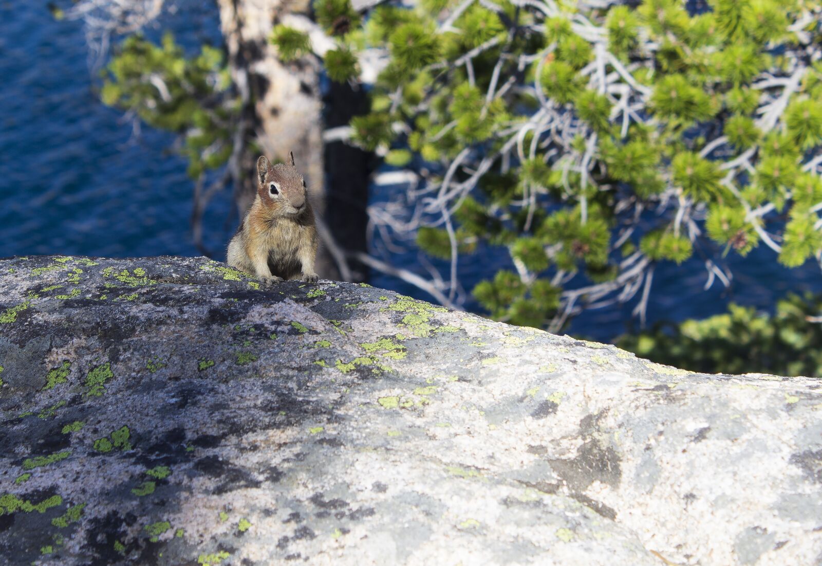 Canon EOS 600D (Rebel EOS T3i / EOS Kiss X5) sample photo. Squirrel, chipmunk, lake photography