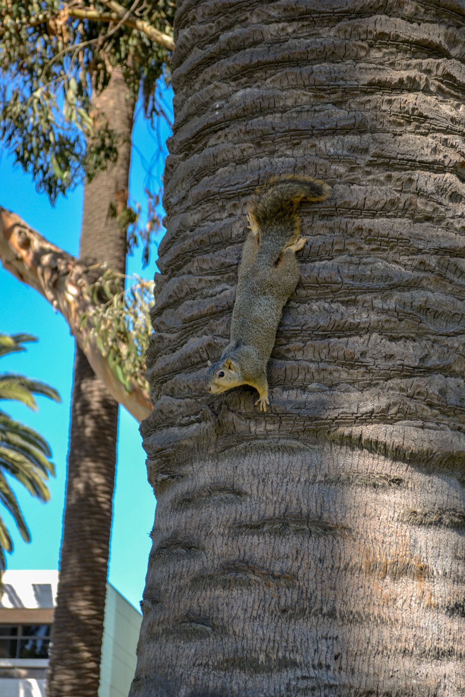 Nikon D3100 sample photo. Squirrel, mammal, tree photography