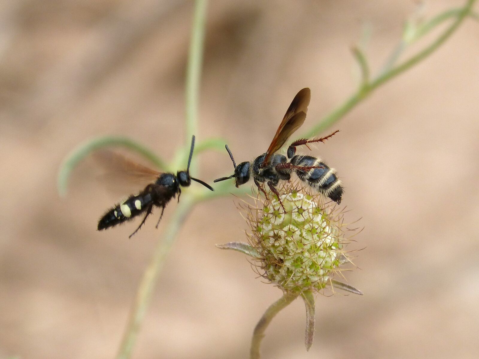 Panasonic DMC-FZ62 sample photo. Wasp, hornet, couple photography