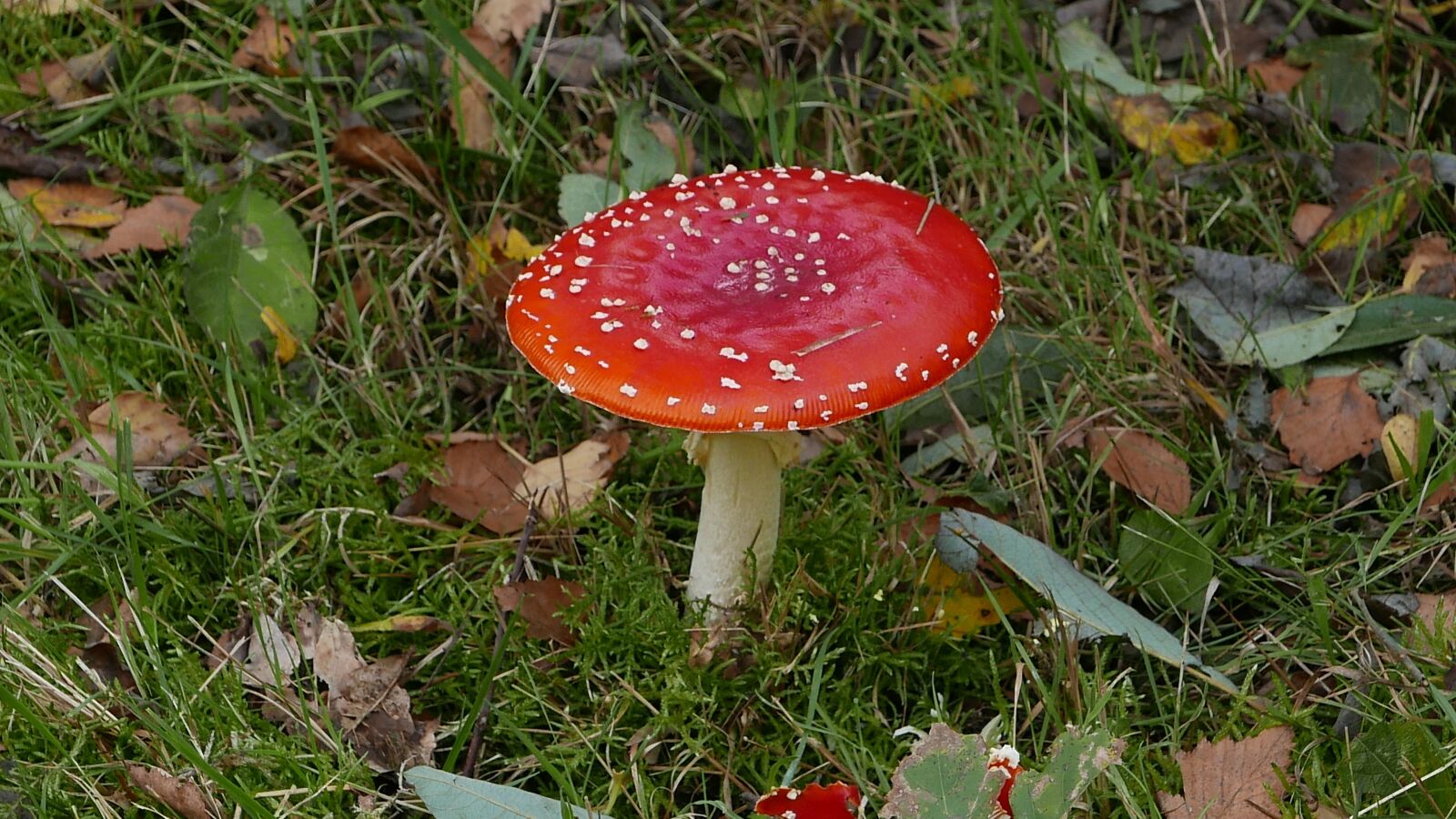 Panasonic Lumix DMC-LX100 sample photo. Autumn, mushrooms, fall colors photography