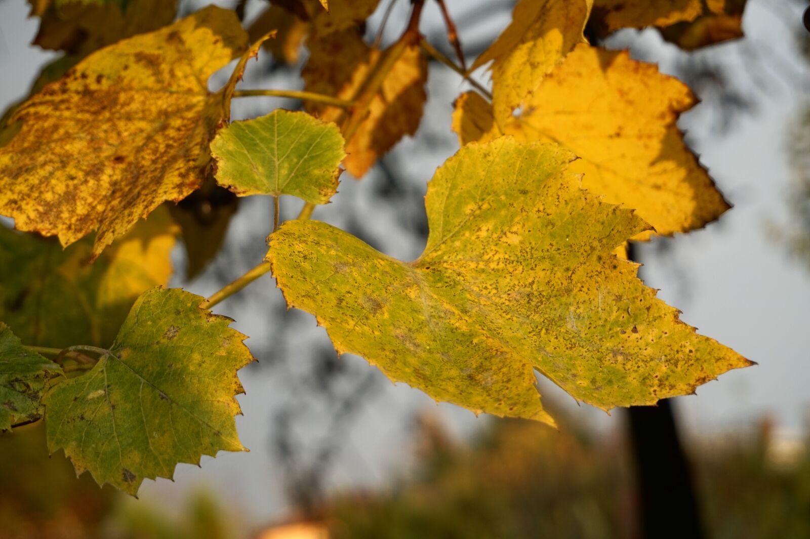 Sony Alpha a5000 (ILCE 5000) sample photo. Bunch of grapes, foliage photography