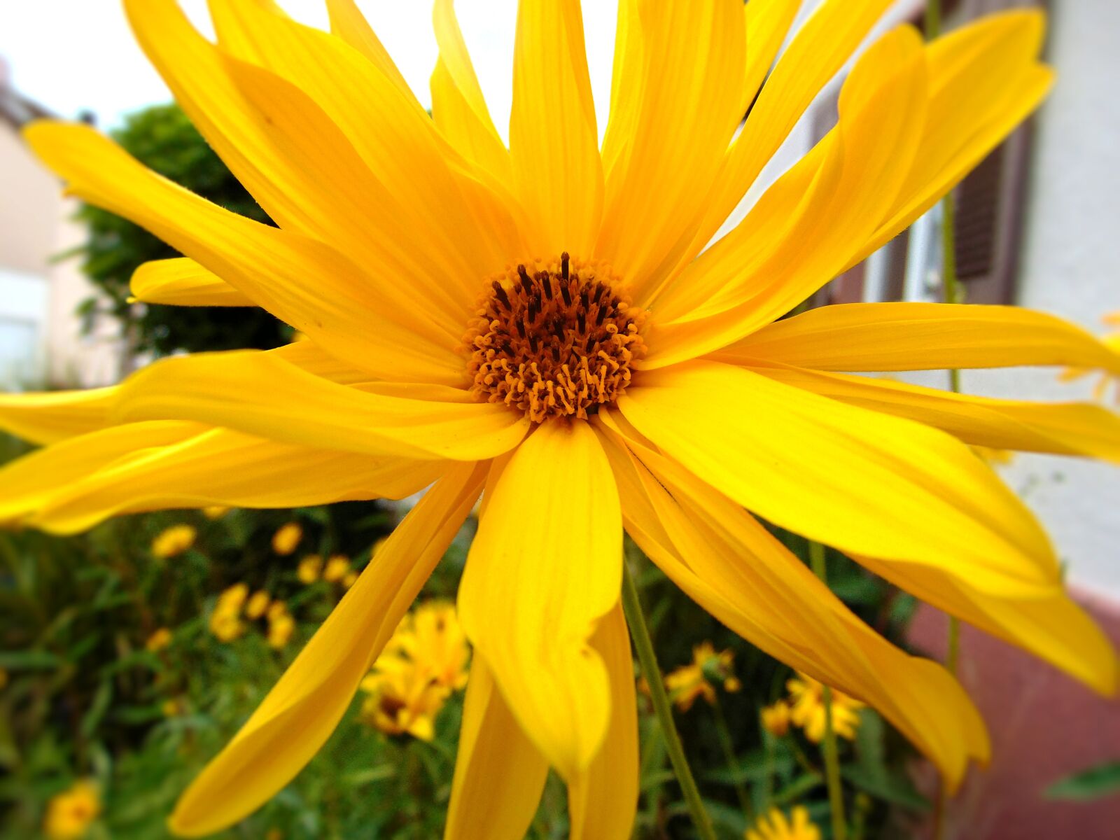 Sony Cyber-shot DSC-H300 sample photo. Flower, yellow garden, blossom photography