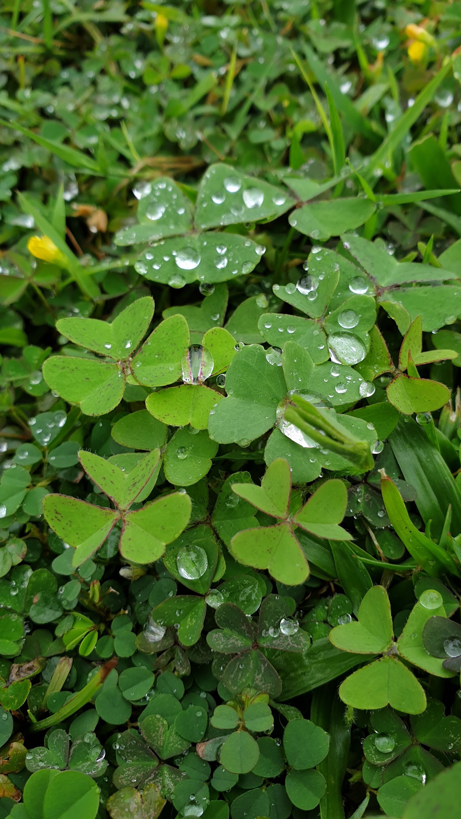 Samsung Galaxy S9 sample photo. Green, clover, turf photography