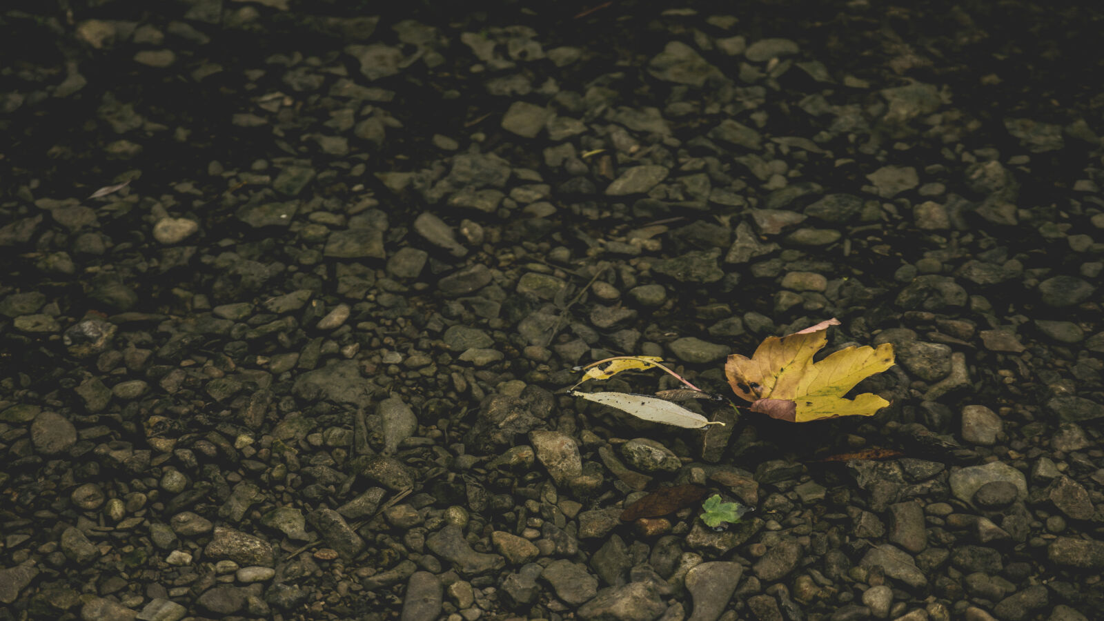 24-70mm F2.8-2.8 SSM sample photo. Leaf, stones, water photography