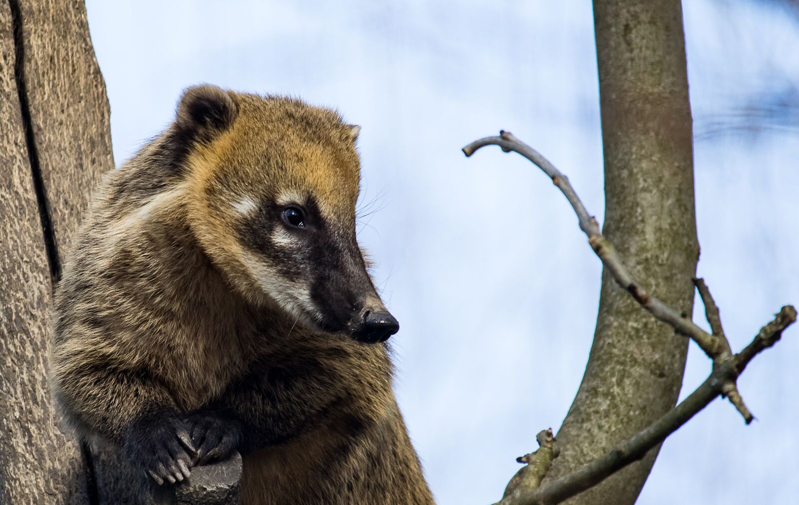 Canon EF-S 55-250mm F4-5.6 IS STM sample photo. Coati, mammal, animal photography
