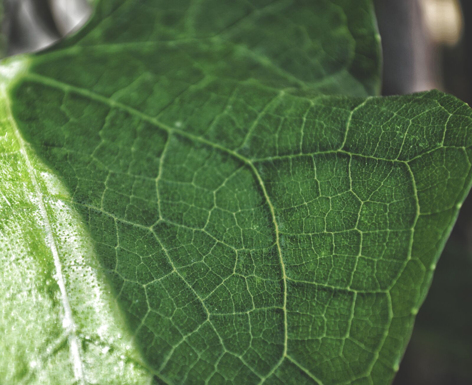 Nikon D3200 sample photo. Leaf, plant, nature photography