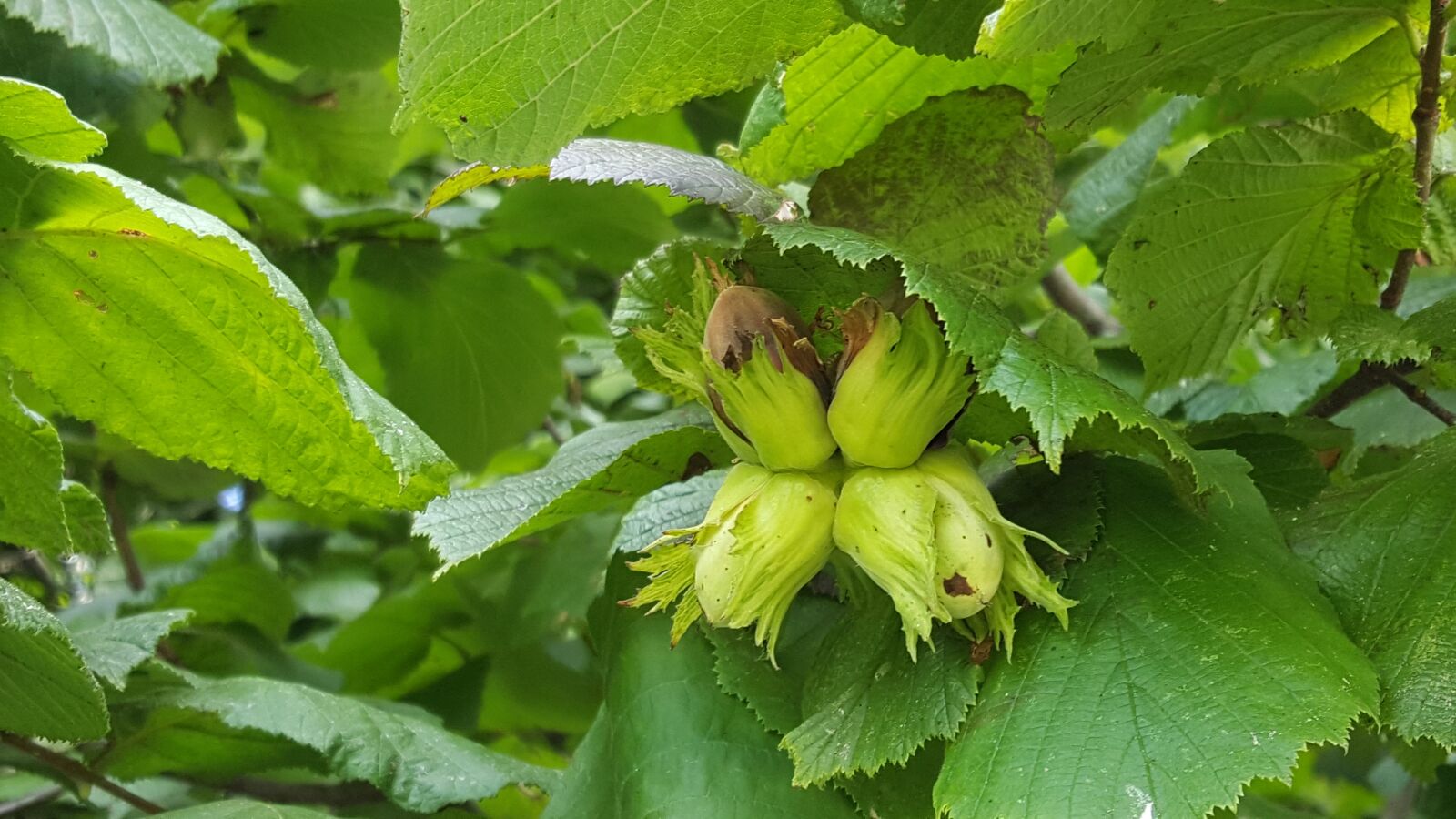 Samsung Galaxy S6 sample photo. Leaf, nature, plant photography