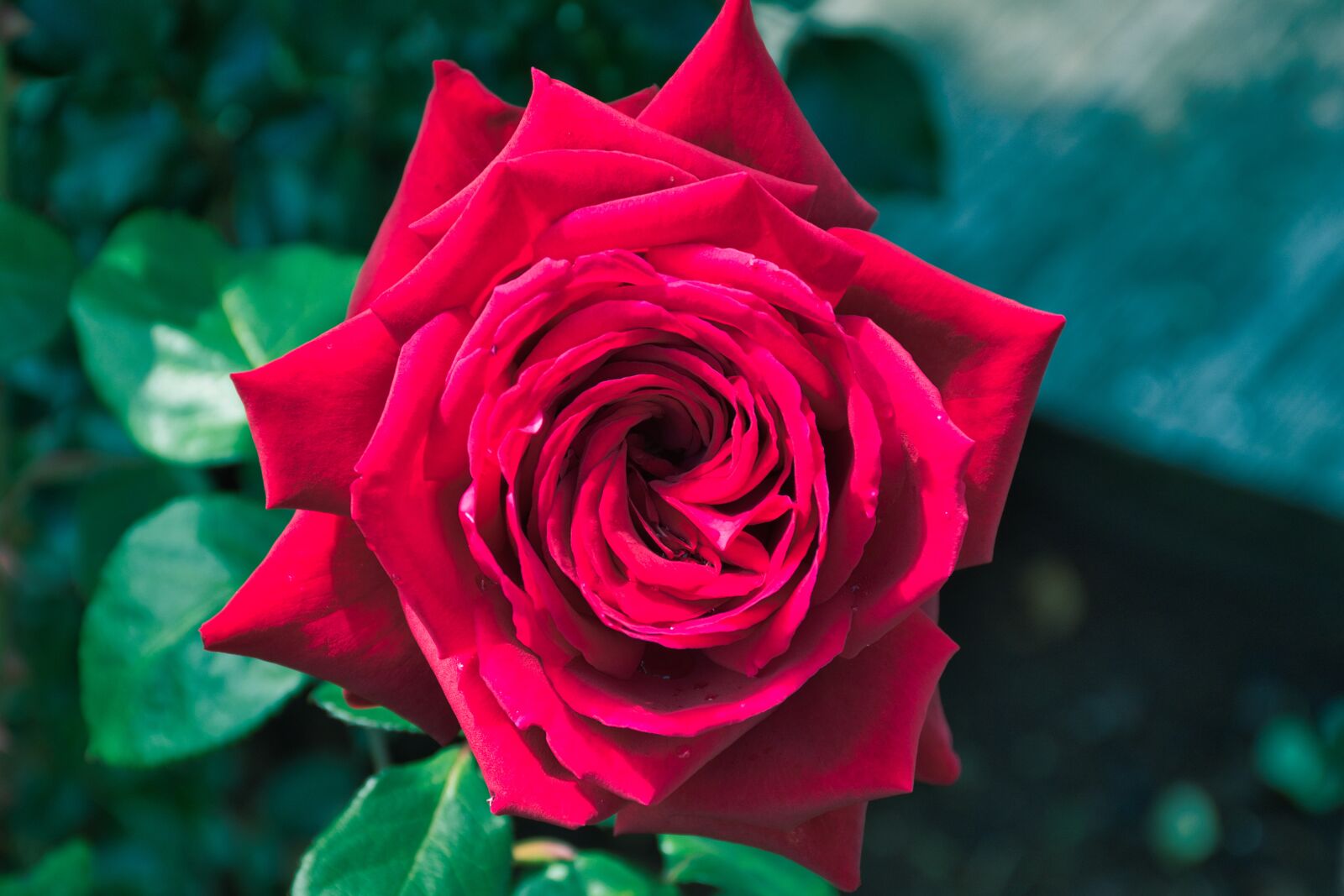 Nikon D5600 sample photo. Beautiful, plant, flower photography