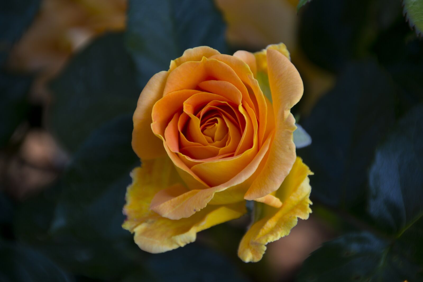 Canon EOS 60D sample photo. Rose, flower, blossom photography