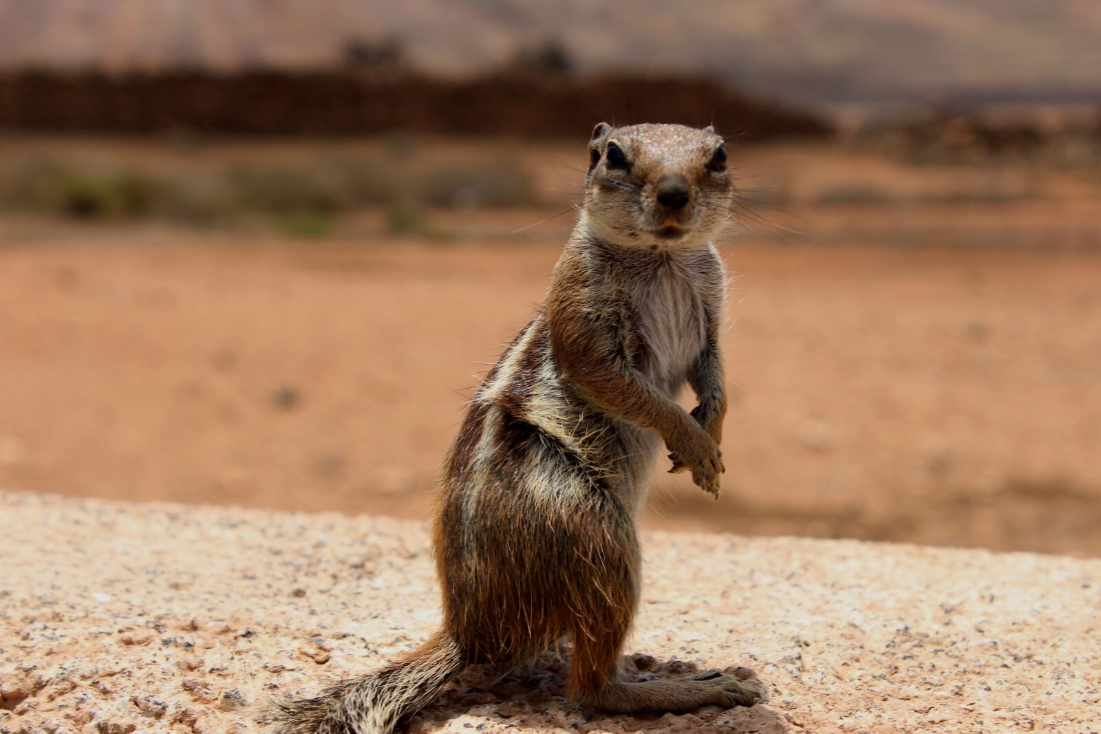 Canon EOS 600D (Rebel EOS T3i / EOS Kiss X5) sample photo. Squirrel, rodent, animals photography