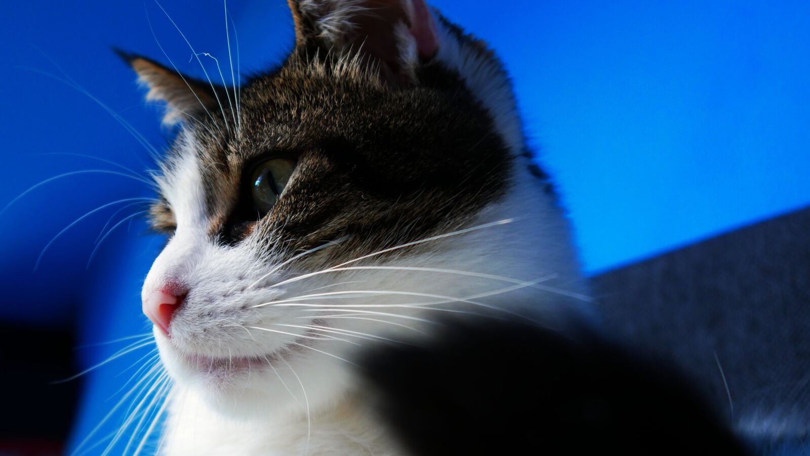 Panasonic DMC-G70 sample photo. Cat, animal, kitty photography