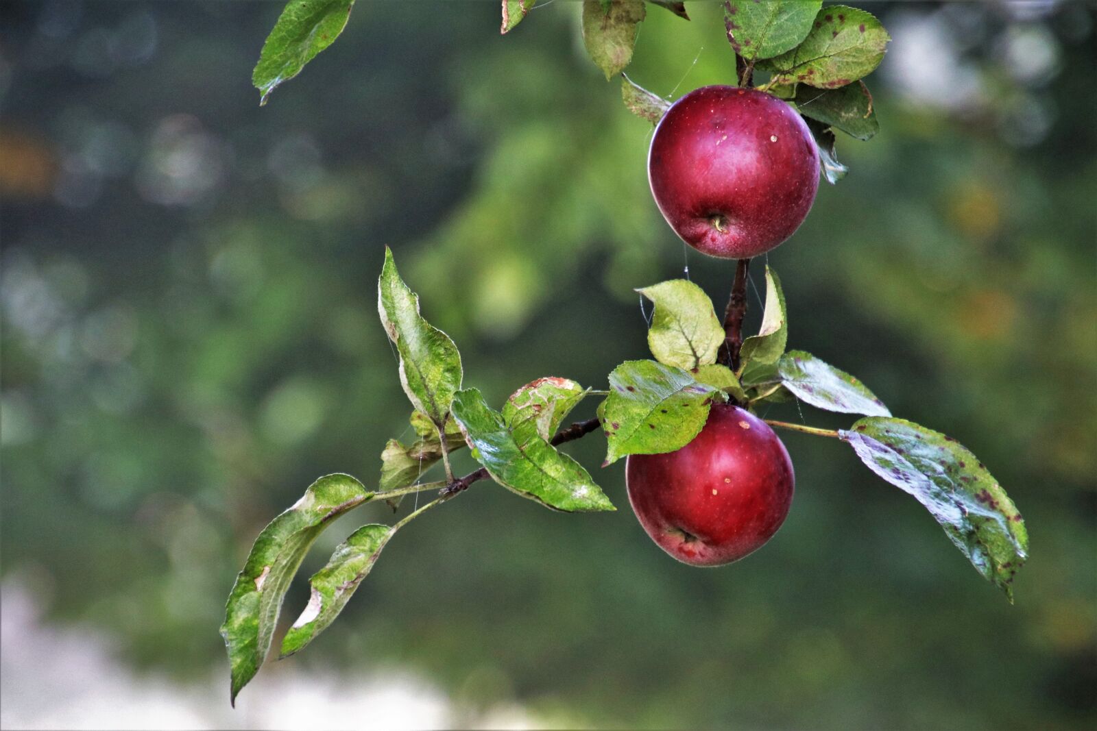 Canon EOS 80D sample photo. Apples, branch, apple photography