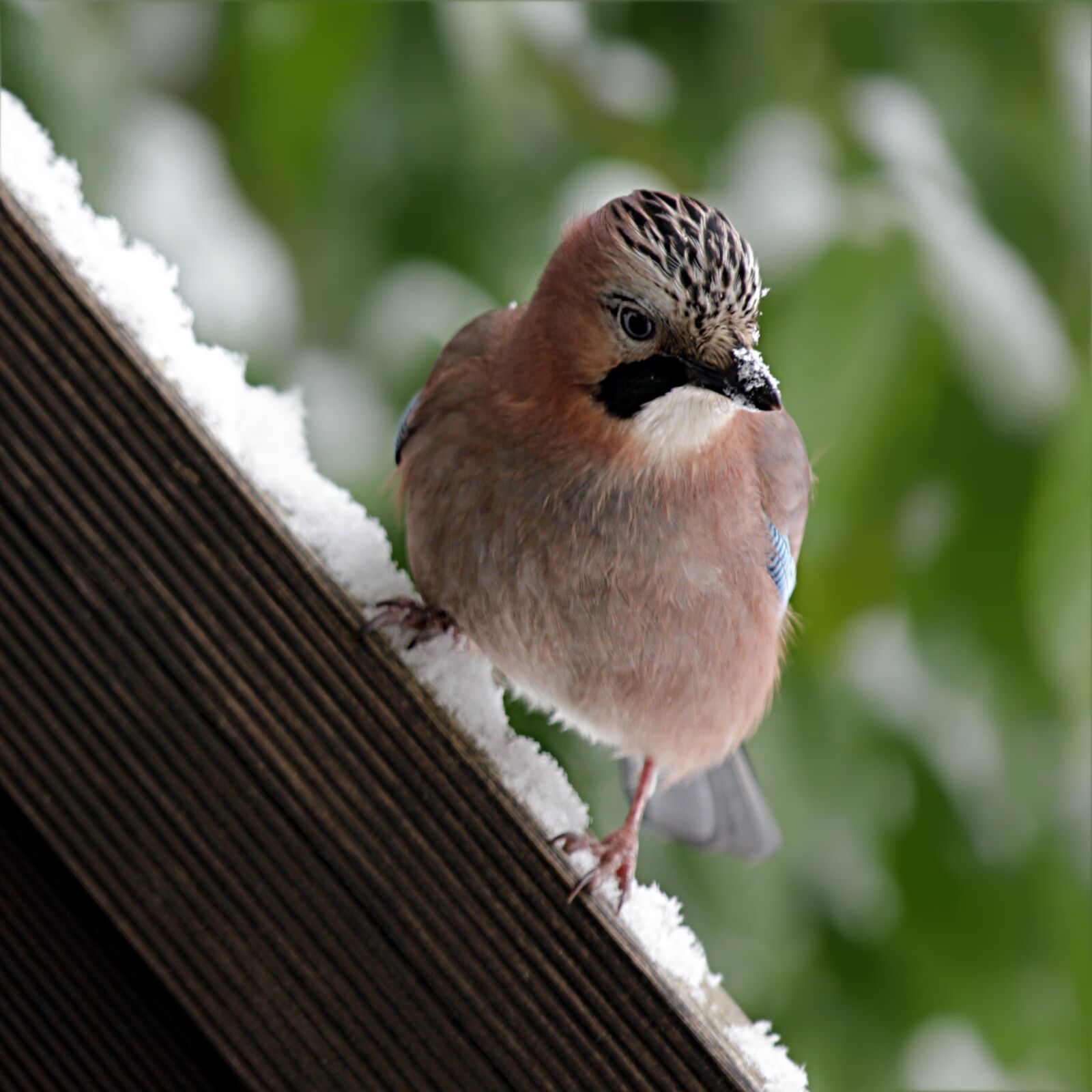 Canon EOS 550D (EOS Rebel T2i / EOS Kiss X4) sample photo. Bird, jay, garrulus glandarius photography