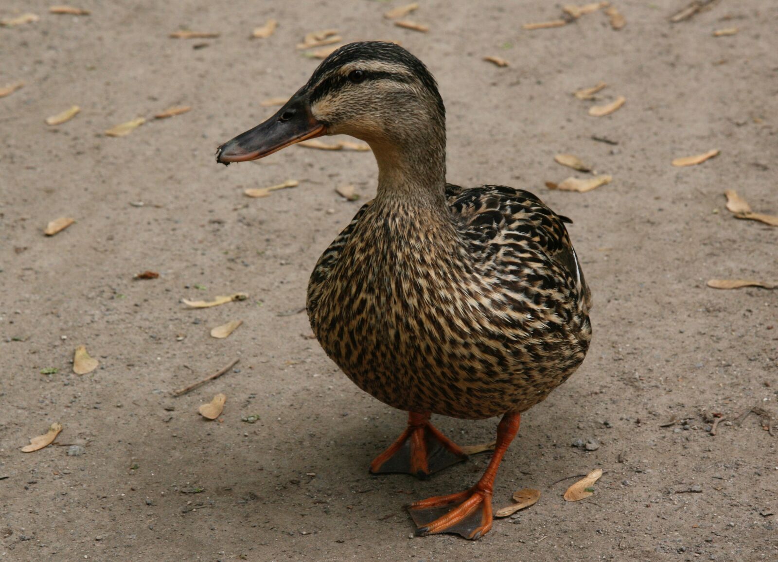 Canon EOS 400D (EOS Digital Rebel XTi / EOS Kiss Digital X) sample photo. Duck, mallard, water bird photography