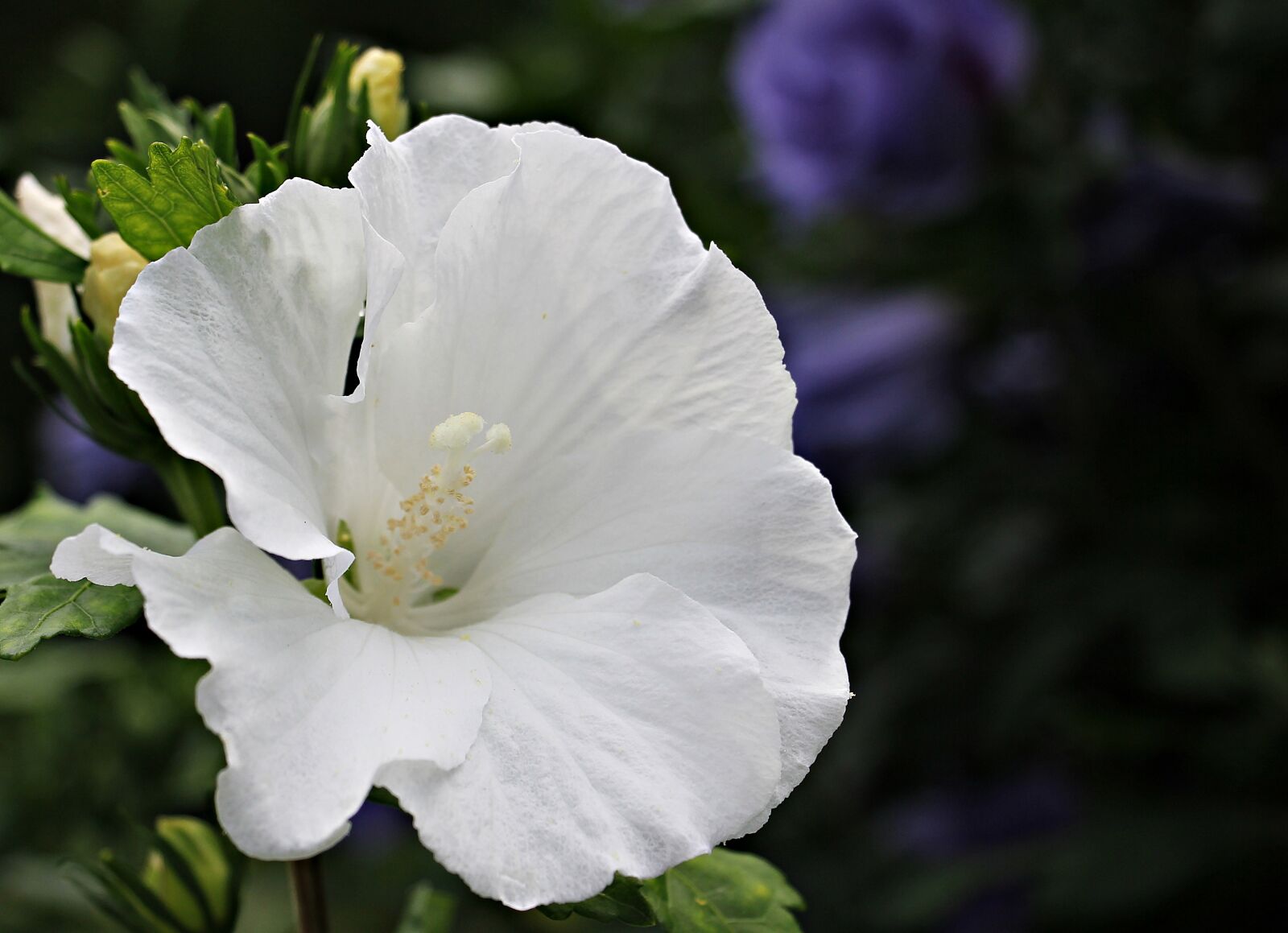 Canon EOS 550D (EOS Rebel T2i / EOS Kiss X4) sample photo. Mallow, flower, blossom photography