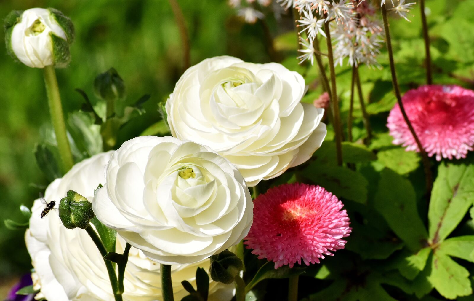 Nikon D7200 sample photo. Ranunculus, ranunculus flower, blossom photography