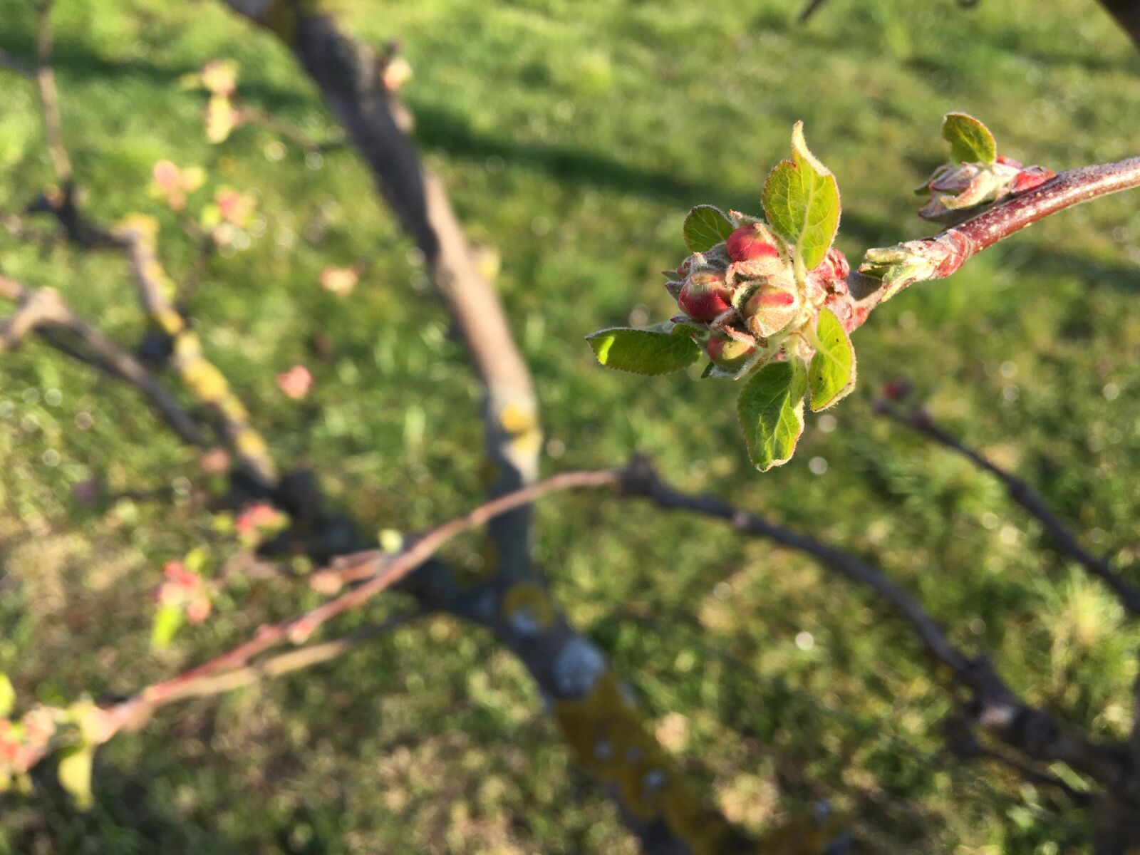 iPhone SE back camera 4.15mm f/2.2 sample photo. Apple tree, tree, blossom photography