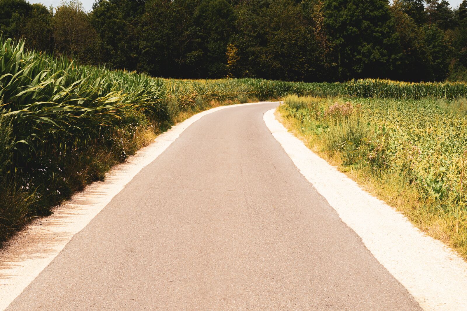 Nikon D5600 sample photo. Away, road, field photography