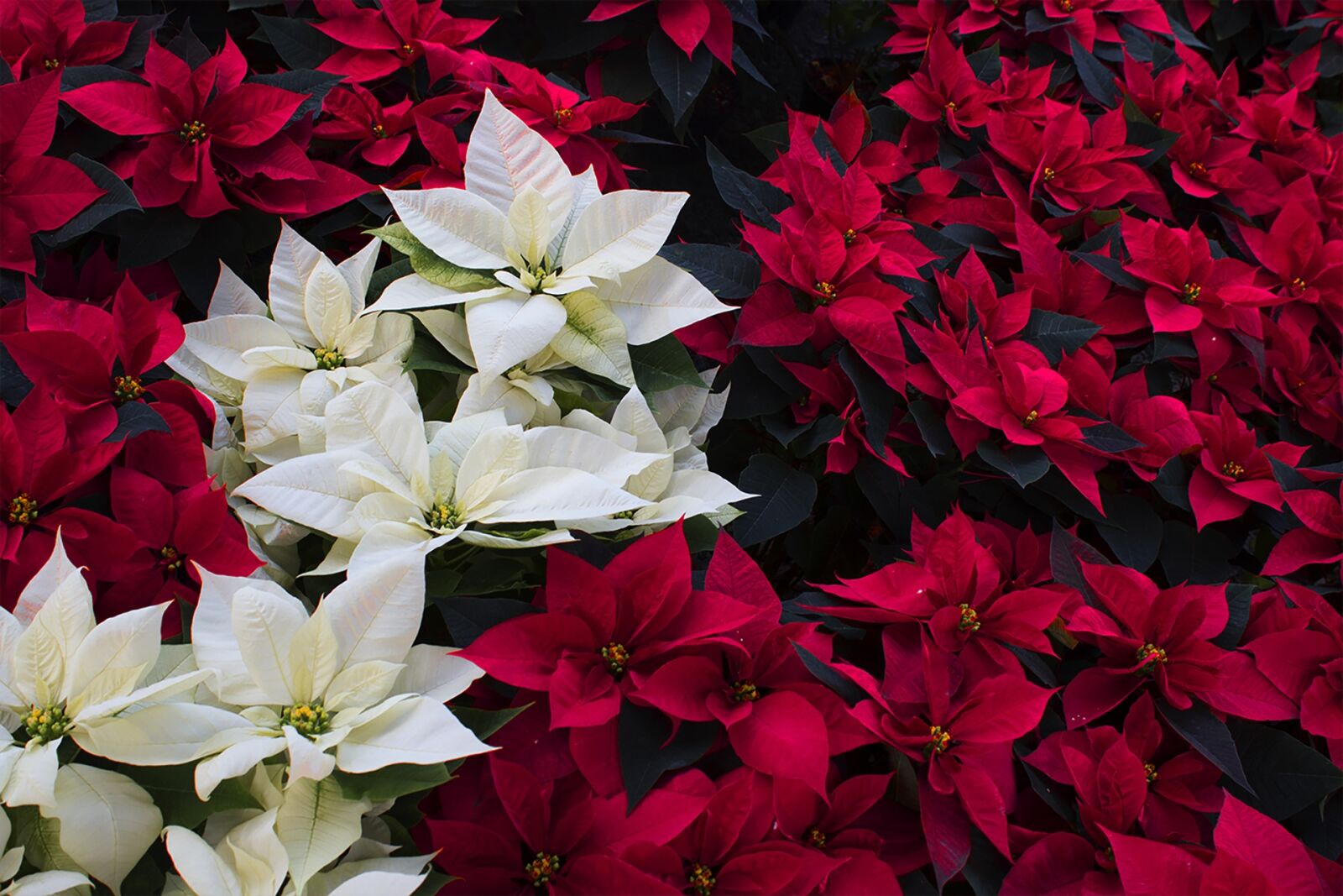 Canon EOS 1200D (EOS Rebel T5 / EOS Kiss X70 / EOS Hi) sample photo. Good night, red, christmas photography