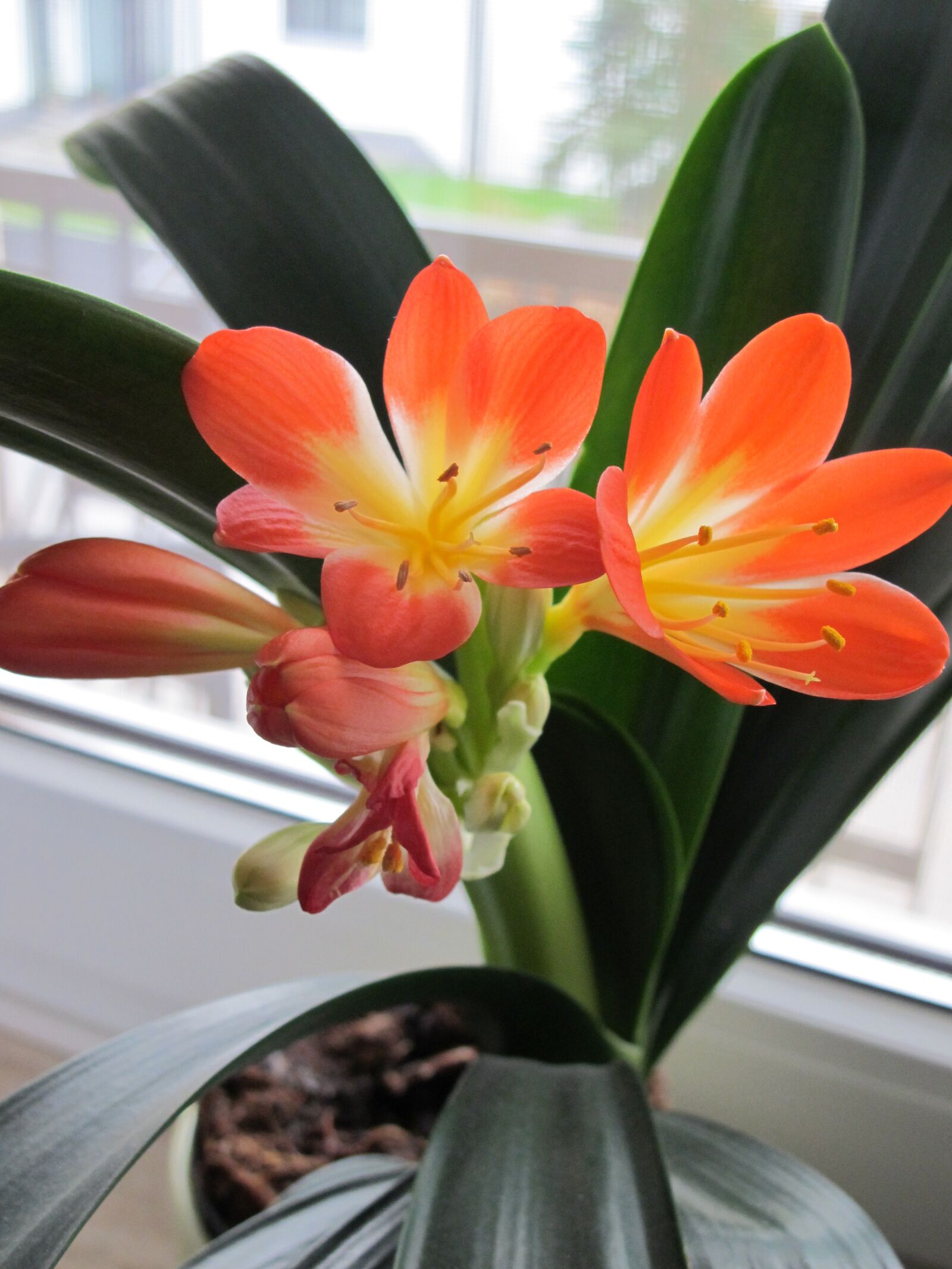 Canon PowerShot G11 sample photo. Clivia, houseplant, winterblueher photography