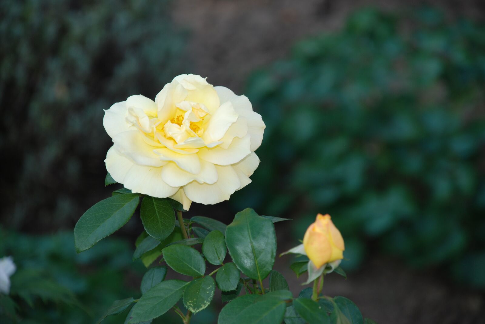Nikon D80 sample photo. Rose, yellow rose, flower photography