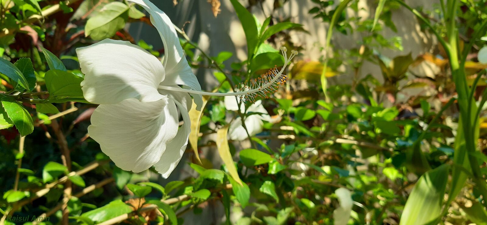 Samsung Galaxy A30 sample photo. Beautiful, joba, rose photography