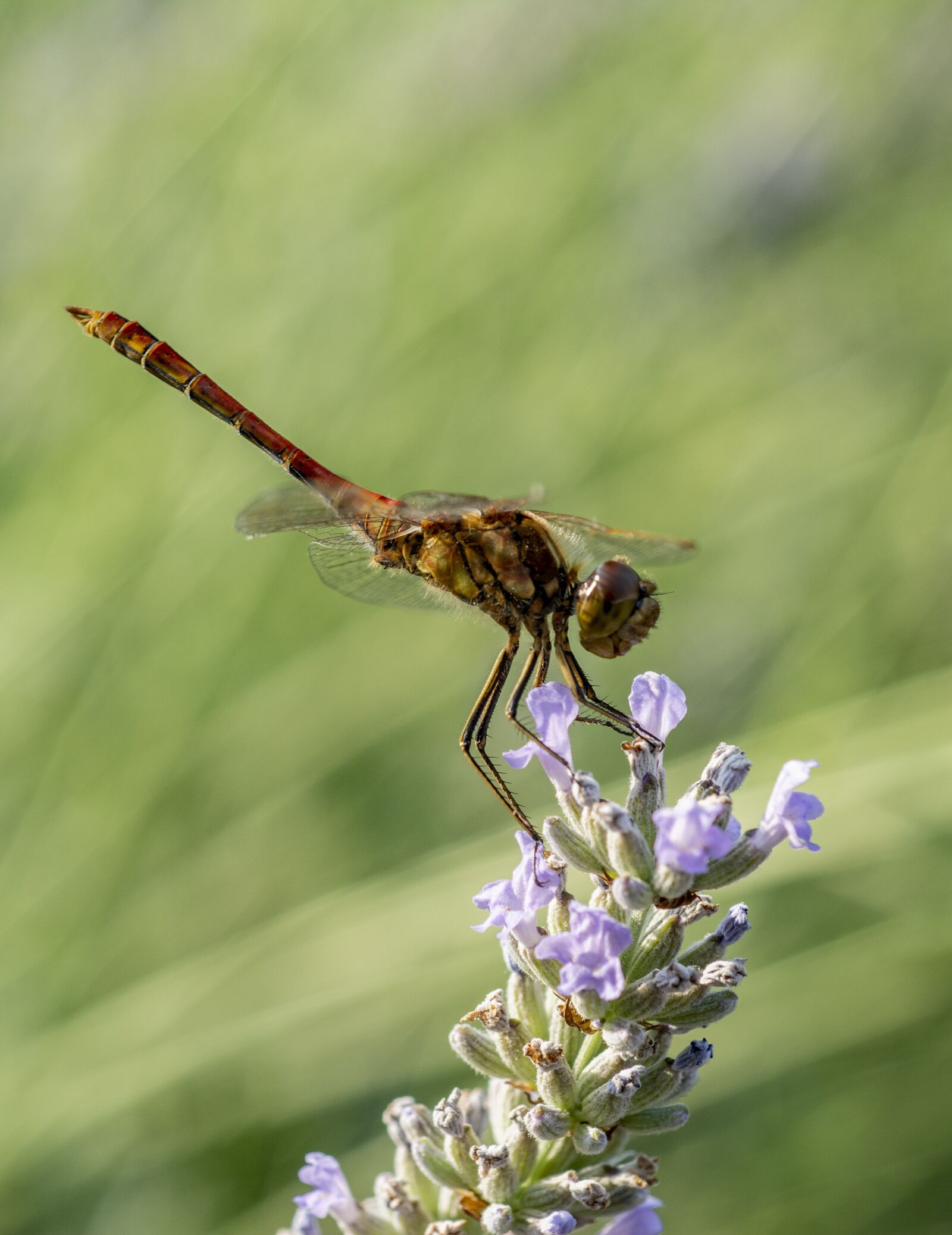 Nikon D7100 sample photo. Dragonfly, insect, bug photography