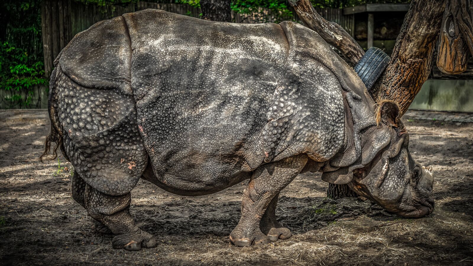 Sony E 55-210mm F4.5-6.3 OSS sample photo. Rhino, panzer, pachyderm photography