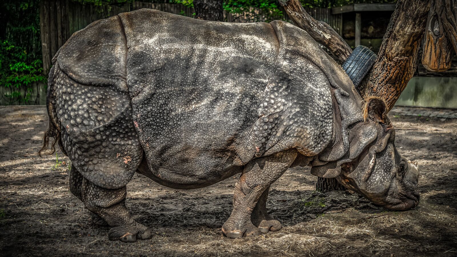 Sony a7 II + Sony E 55-210mm F4.5-6.3 OSS sample photo. Rhino, panzer, pachyderm photography