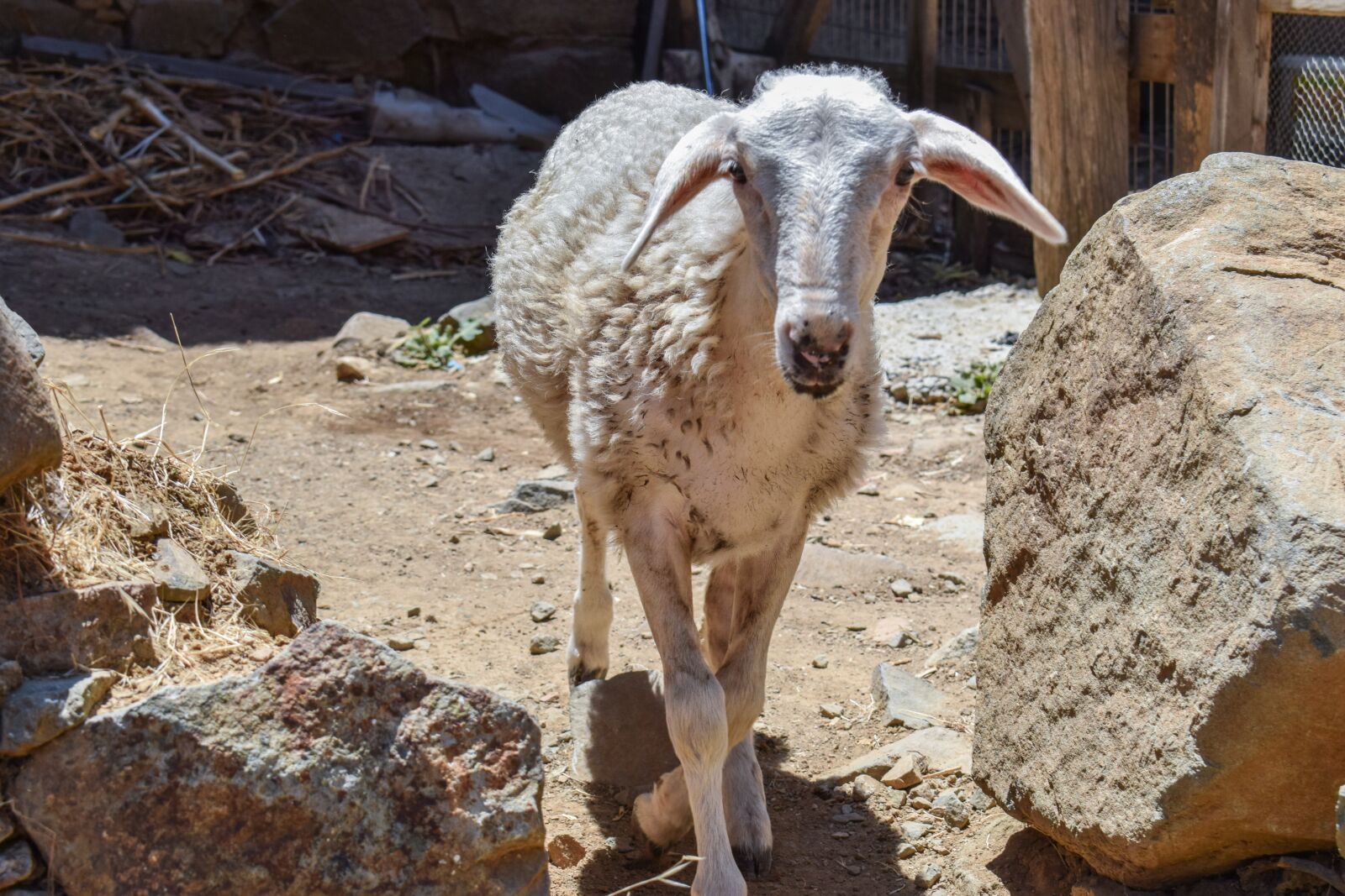 Nikon D3300 sample photo. Sheep, curious, adorable photography