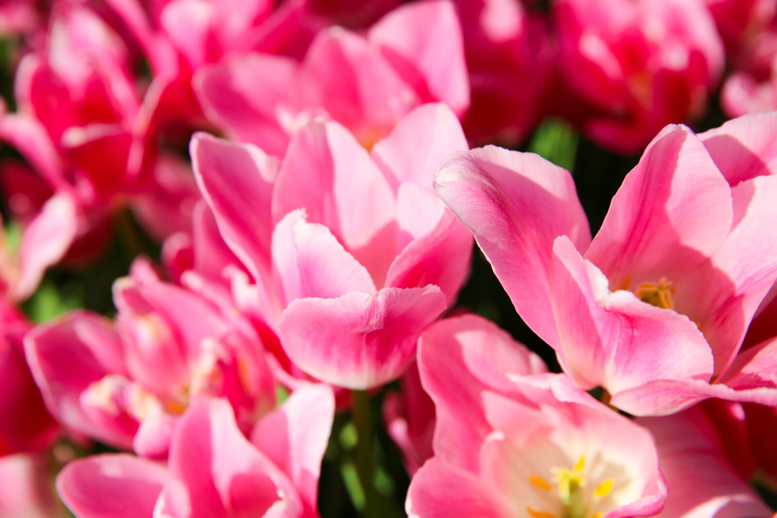Canon EF 24-70mm F2.8L II USM sample photo. Tulip, field, agriculture photography